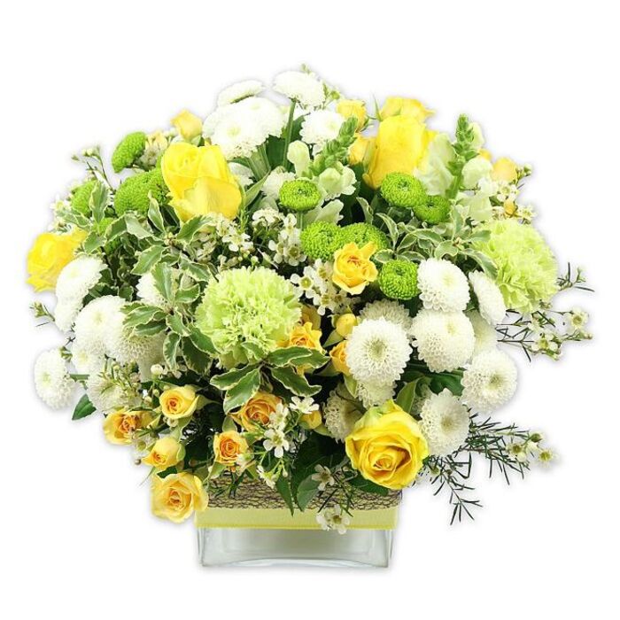 A meticulously crafted floral arrangement in a clear, rectangular glass vase radiates joy through its carefully balanced palette of yellow, white, and green, photographed on a clean white background that allows every colour and texture to shine. The bouquet rises in a rounded, full dome, anchored by golden-yellow roses whose layered petals open generously at different stages of bloom. Smaller yellow spray roses nestle between them, their clusters of tiny buds and blossoms adding charm and a sense of abundance. Interspersed throughout, white pompom chrysanthemums create rounded, cloudlike forms, each densely packed with petals that catch the light and lend a soft, cushiony look. Bright lime green button chrysanthemums appear as neat, globe-shaped accents, while larger, softly ruffled pale green blooms-similar to green carnations or specialist green chrysanthemums-add gentle volume and a cool tone that balances the brightness of the yellows. The arrangement is richly surrounded by foliage: broad, variegated leaves with creamy margins, glossy dark green leaves for contrast, and fine, feathery sprigs of greenery that extend the shape outward. Tiny white star-shaped filler flowers are sprinkled delicately through the design, offering sparkle and intricacy when seen up close. The vase itself is wrapped around the centre with a natural, woven band, possibly raffia or bark, layered with a fresh lime green ribbon that echoes the vivid button mums. Water glints around the neatly cut stems inside the transparent glass. The bouquet feels like a breath of spring drifting in from nearby Oxleas Woods, making it an ideal choice for celebrations, housewarmings, or simply brightening a family gathering in an Eltham living room.